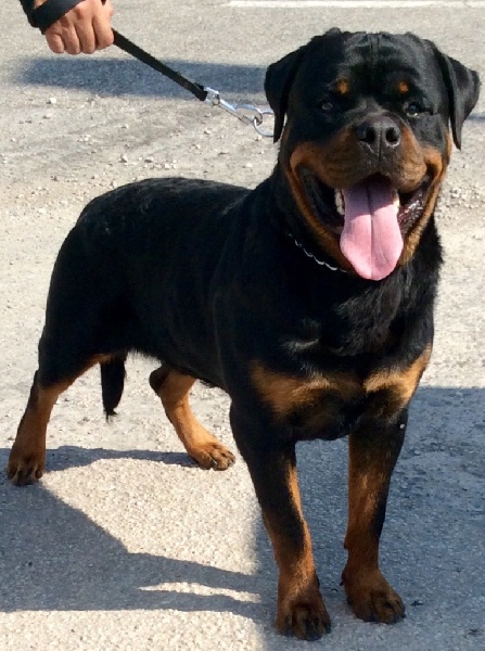 Goliath rottweiler store