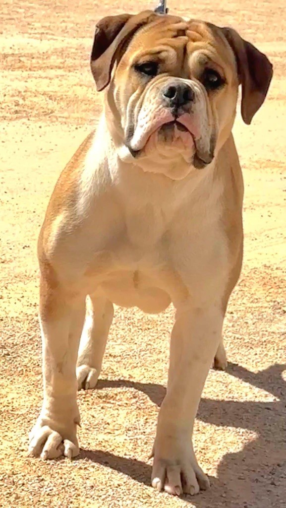 Les Bulldog continental de l'affixe Vom Weinberges Der Hunde