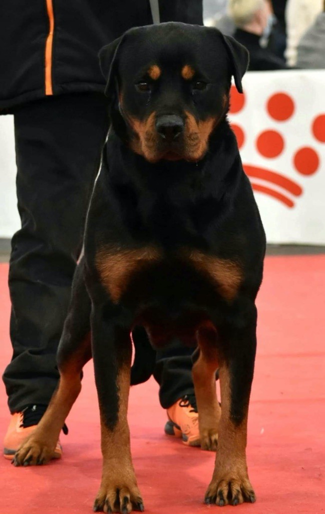 CH. Motta Vom Weinberges Der Hunde