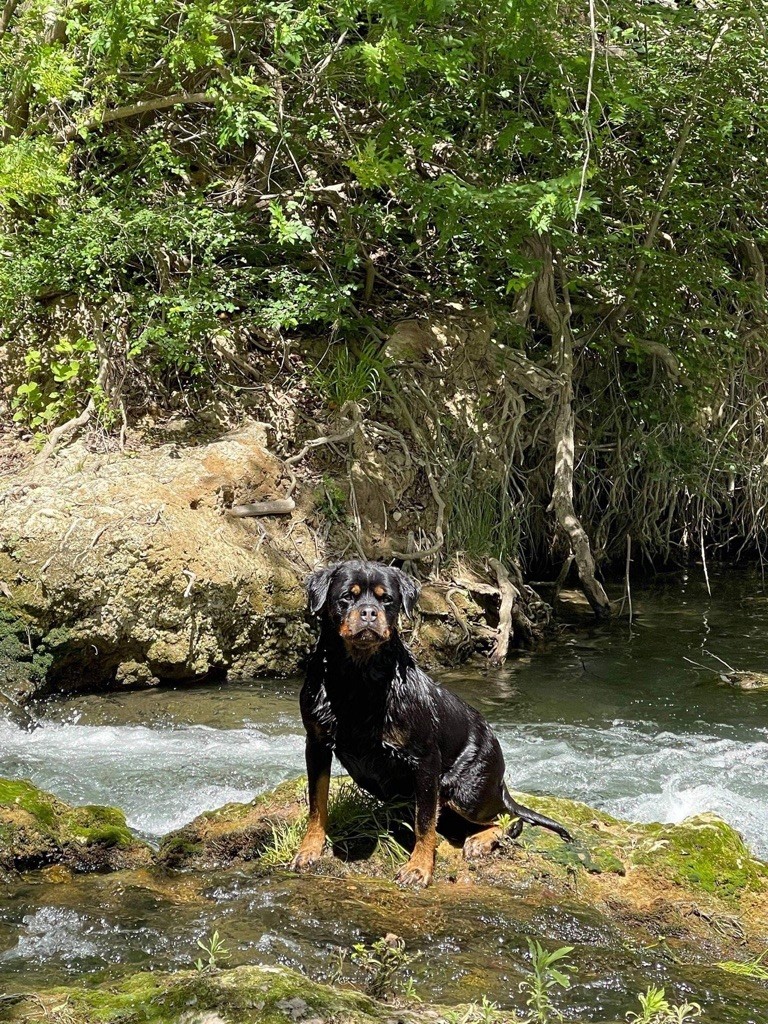 CH. I ' smoke Vom Weinberges Der Hunde