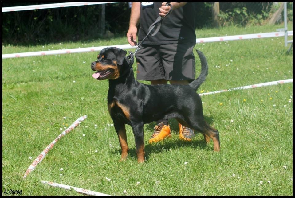 CH. I ' smoke Vom Weinberges Der Hunde