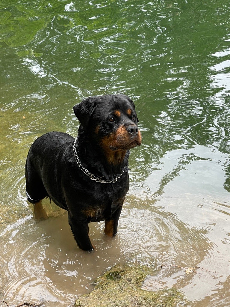 CH. L' tess Vom Weinberges Der Hunde