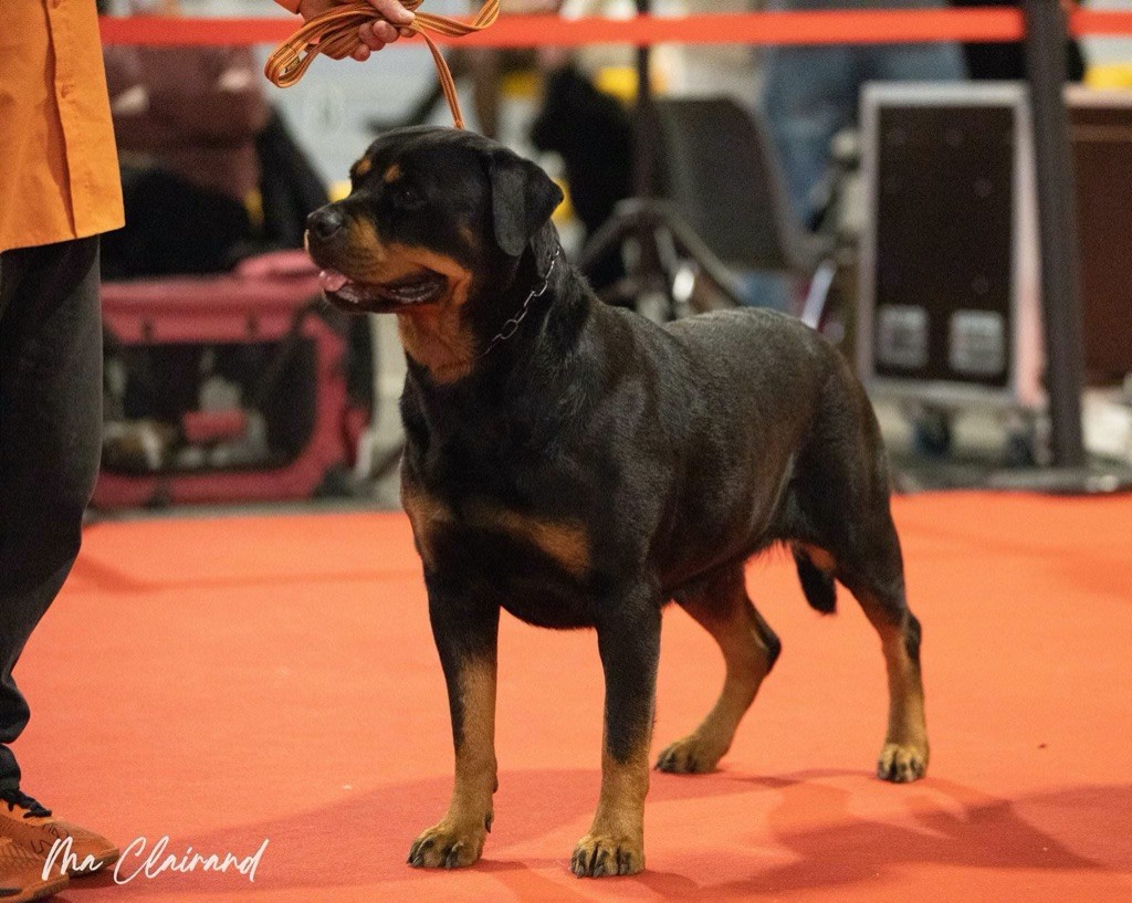 CH. Motta Vom Weinberges Der Hunde