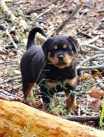 Vom Weinberges Der Hunde - Rottweiler - Portée née le 12/10/2019