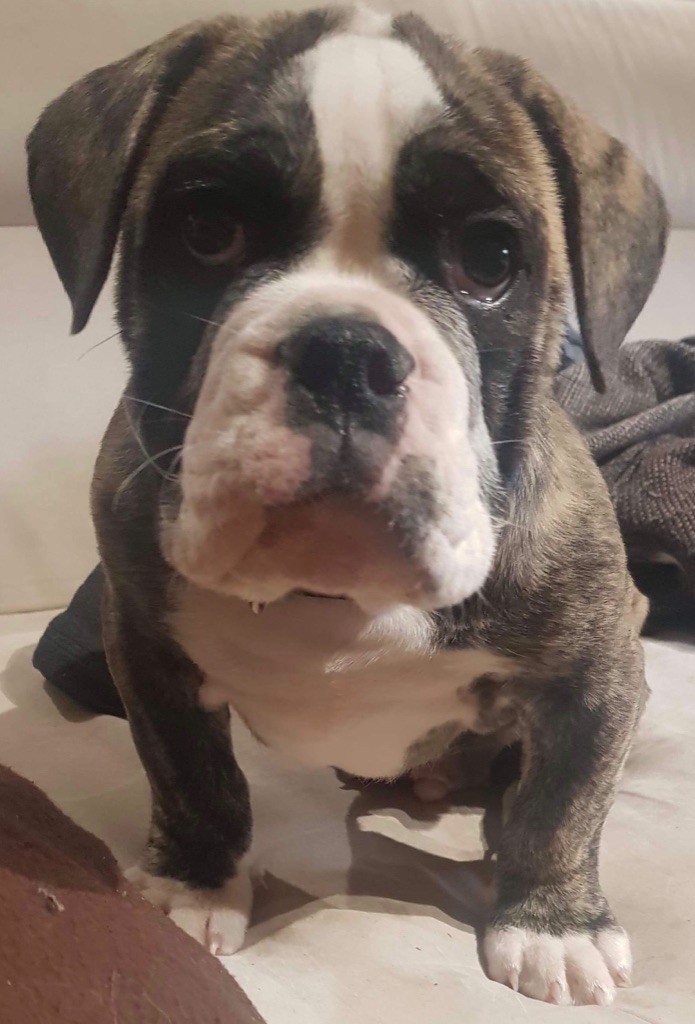 Pirate Vom Weinberges Der Hunde