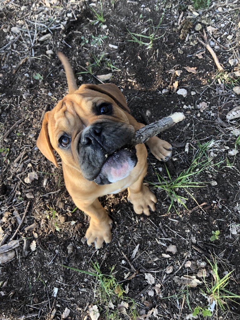 Perfect Vom Weinberges Der Hunde