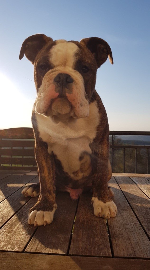 Prosper Vom Weinberges Der Hunde