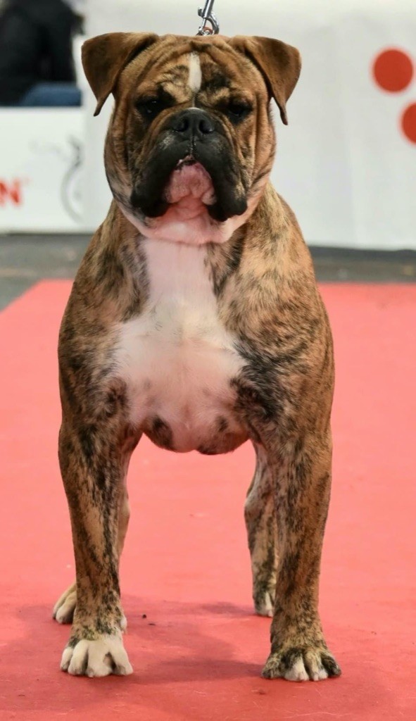 CH. Pasha Vom Weinberges Der Hunde
