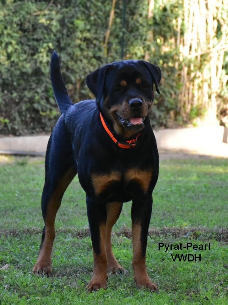 Pyrat-pearl Vom Weinberges Der Hunde